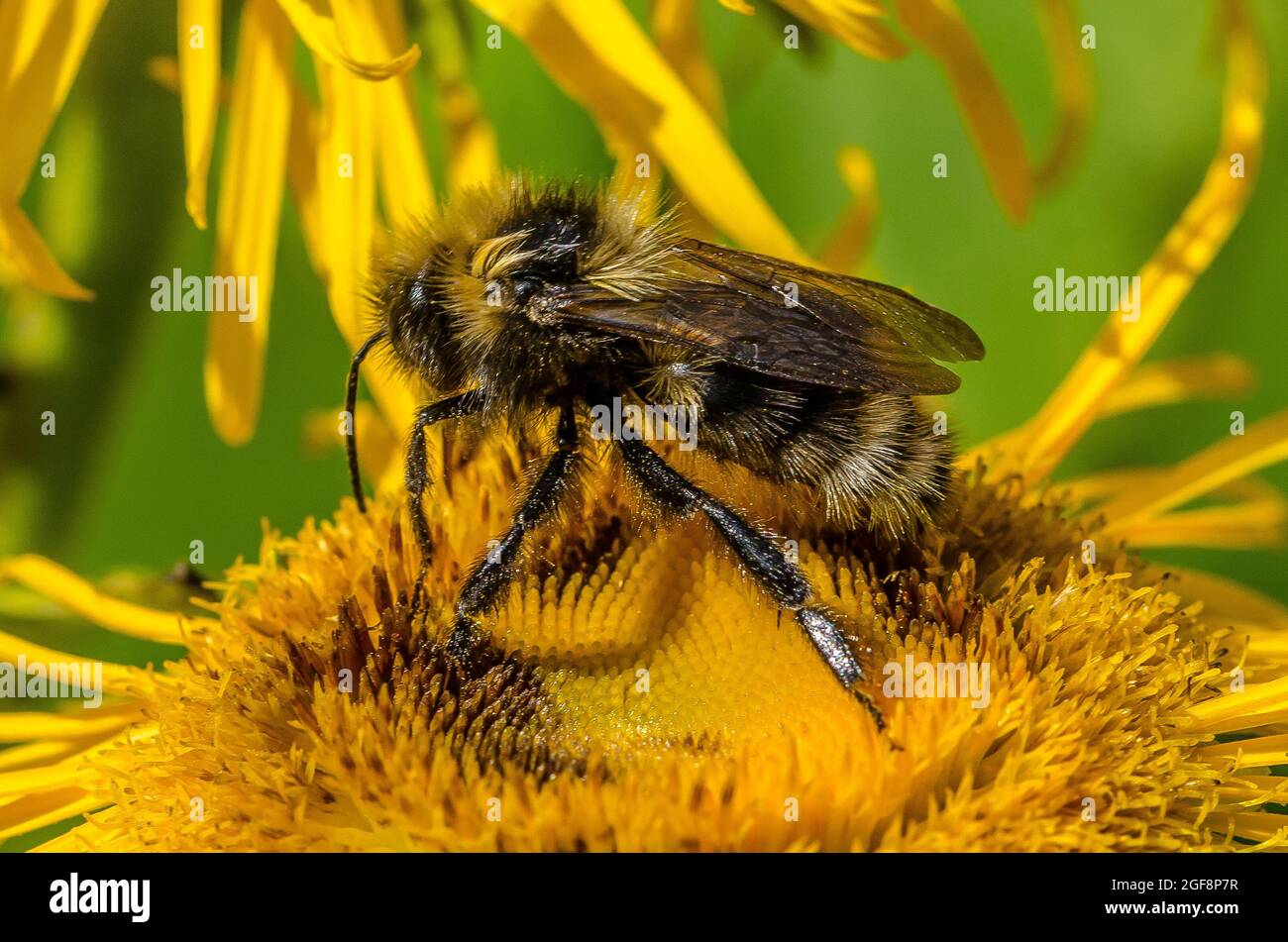 Une abeille (ou abeille bourdonneuse, abeille bourdonneuse ou abeille humble) est l'une des plus de 250 espèces du genre Bombus, qui fait partie des Apidae, une des familles d'abeilles. Banque D'Images