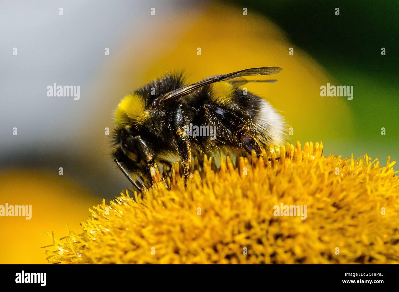Une abeille (ou abeille bourdonneuse, abeille bourdonneuse ou abeille humble) est l'une des plus de 250 espèces du genre Bombus, qui fait partie des Apidae, une des familles d'abeilles. Banque D'Images