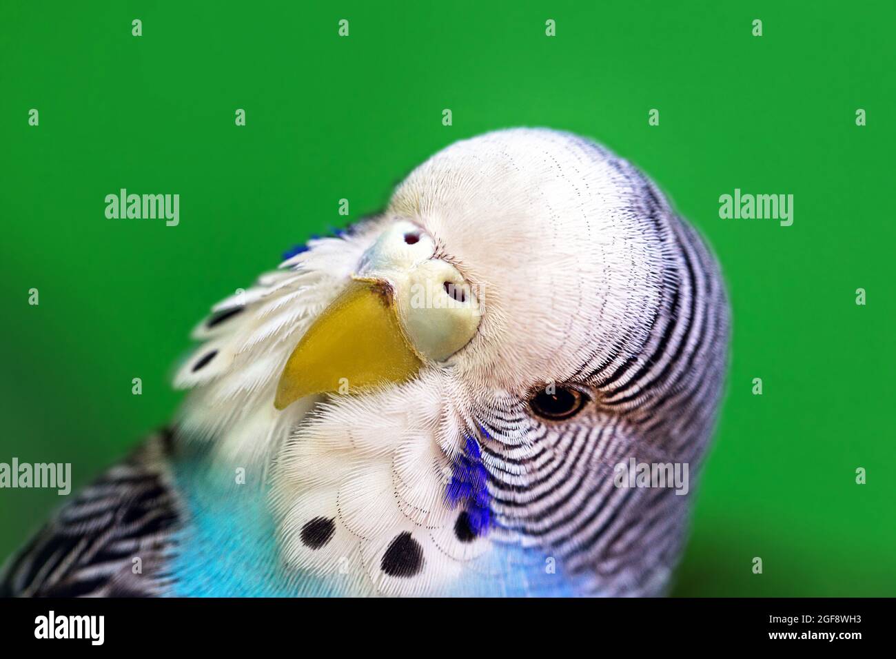 budgerigar bleu ou parakeet commun ou, gros plan du visage, animal de compagnie d'oiseau Banque D'Images