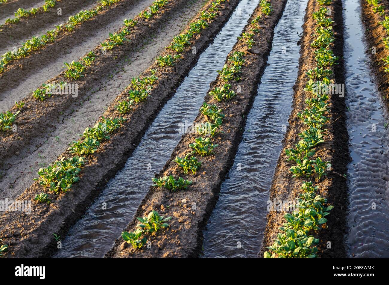 Arrosage des rangées de pommes de terre. Irrigation de surface.