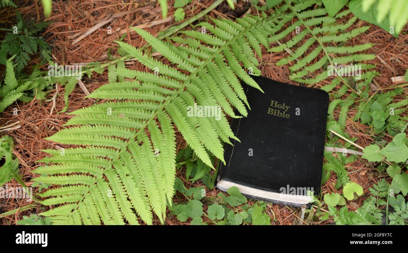 Découvrez la parole de Dieu dans la nature Banque D'Images