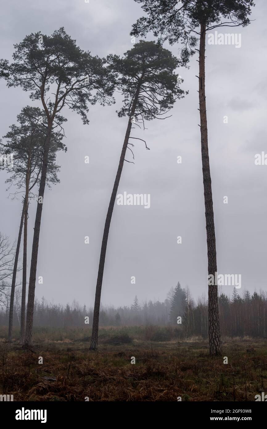 paysage avec des arbres de pin croissant dans une forêt pendant la journée brumeuse Banque D'Images