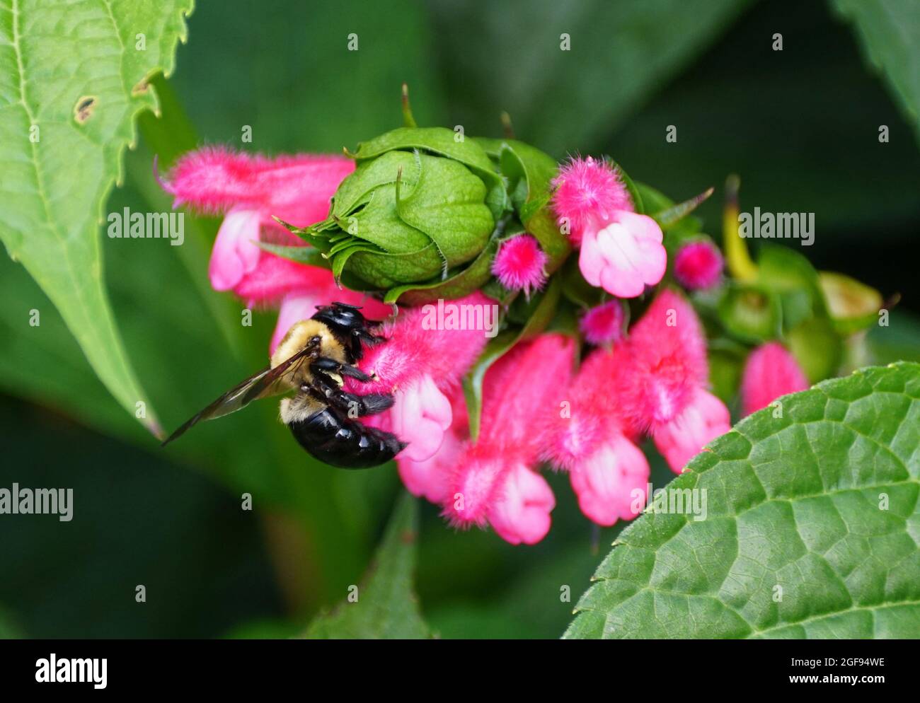 Une abeille pollinisant une minuscule fleur rose Banque D'Images