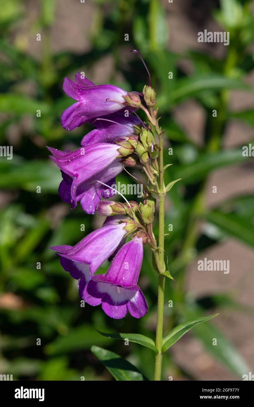 Penstemon 'Pensham Czar' Banque D'Images