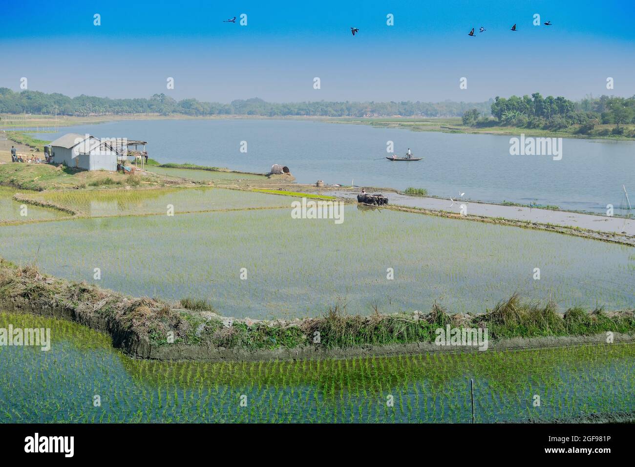 Magnifique paysage rural de Paddy Field avec rivière et ciel bleu en arrière-plan. Un homme labourant un champ agricole avec des vaches, Kolkata, Bengale occidental Banque D'Images