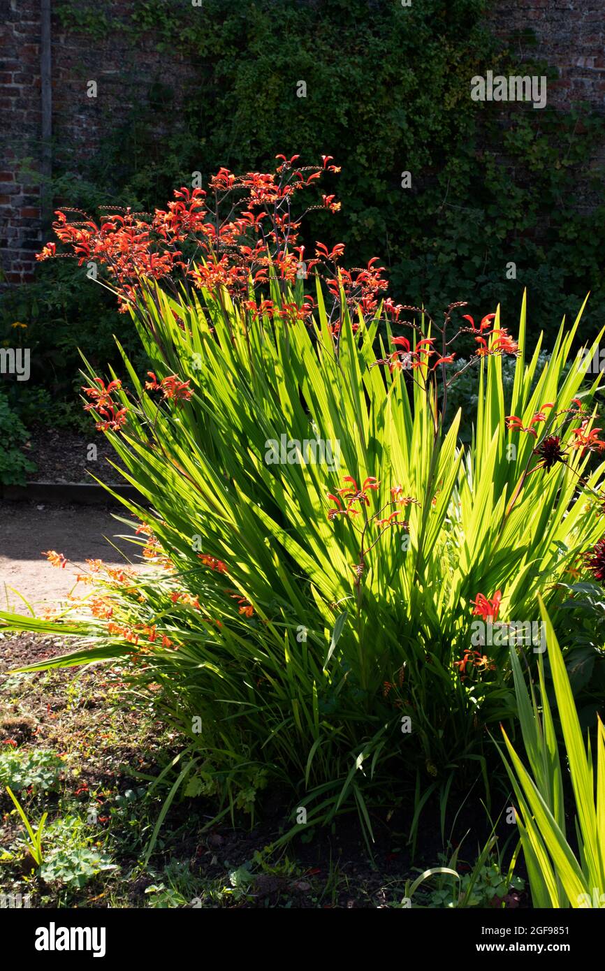 Crocosmia 'Lucifer' Banque D'Images