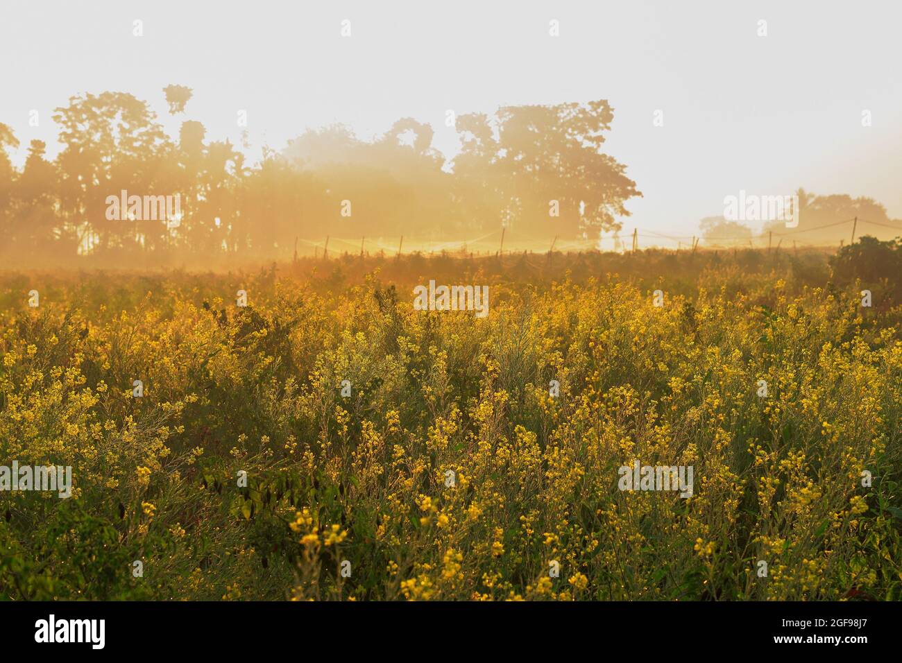 Le soleil se lève en arrière-plan, sur un champ agricole vert. Scène rurale indienne. Image de stock nature. Banque D'Images