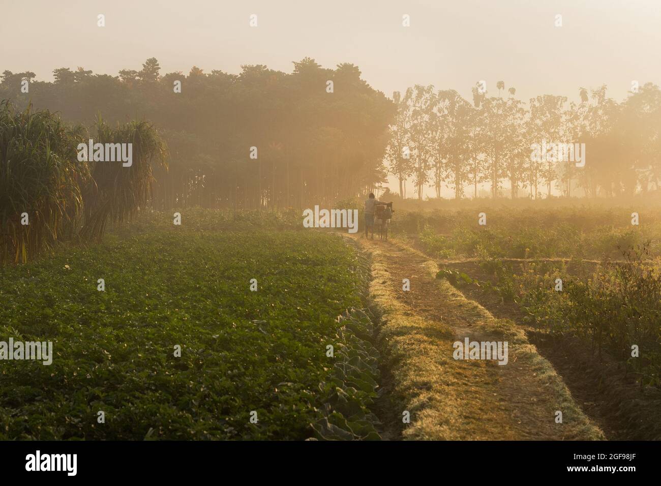 Le soleil se lève en arrière-plan, sur un champ agricole vert. Scène rurale indienne. Image de stock nature. Banque D'Images