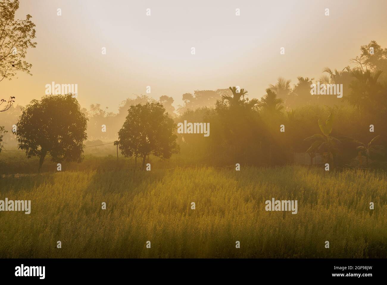 Le soleil se lève en arrière-plan, les rayons du soleil tombent sur un champ agricole vert. Scène rurale indienne. Image de stock nature. Banque D'Images