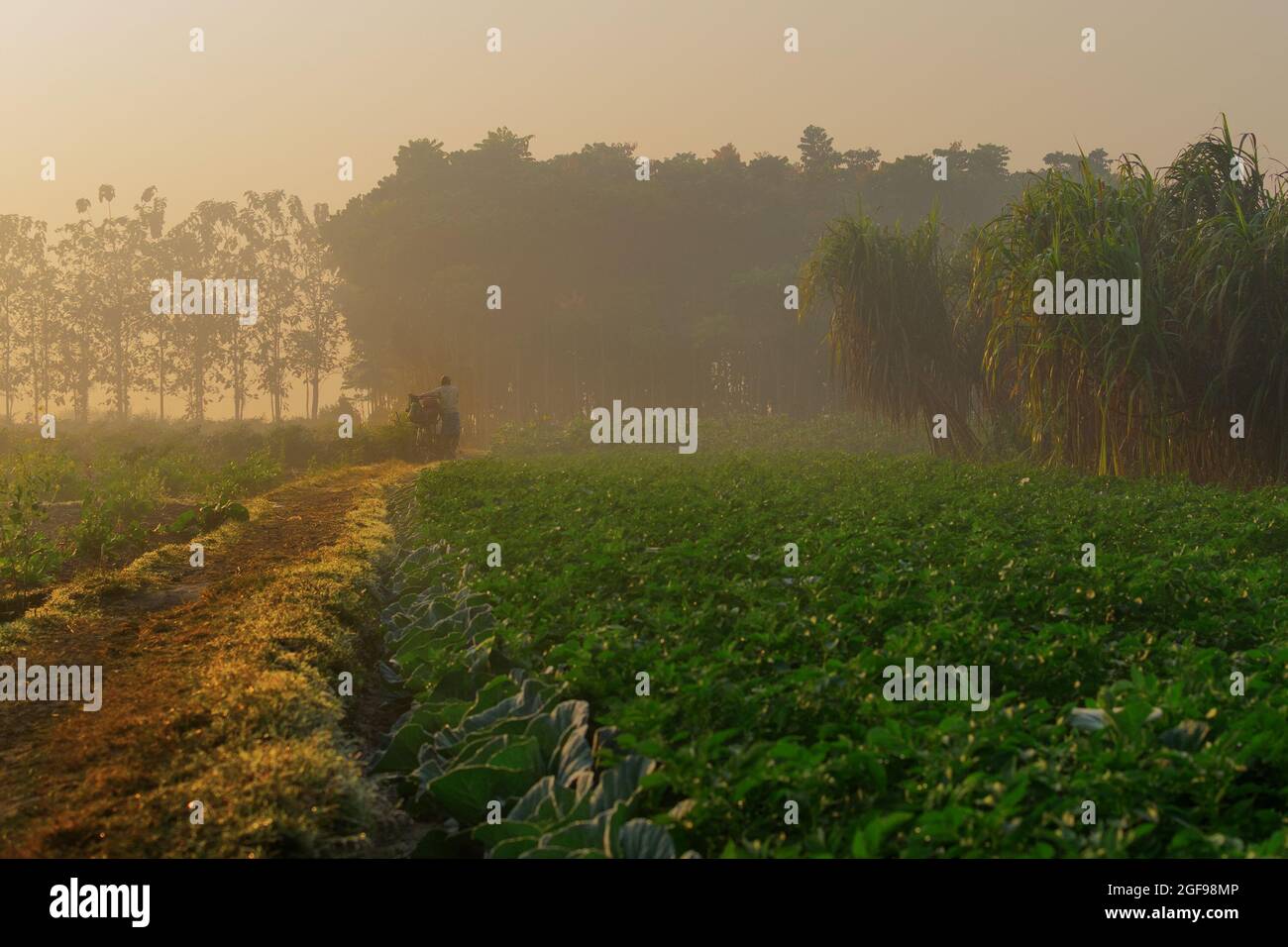Le soleil se lève en arrière-plan, sur un champ agricole vert. Scène rurale indienne. Image de stock nature. Banque D'Images