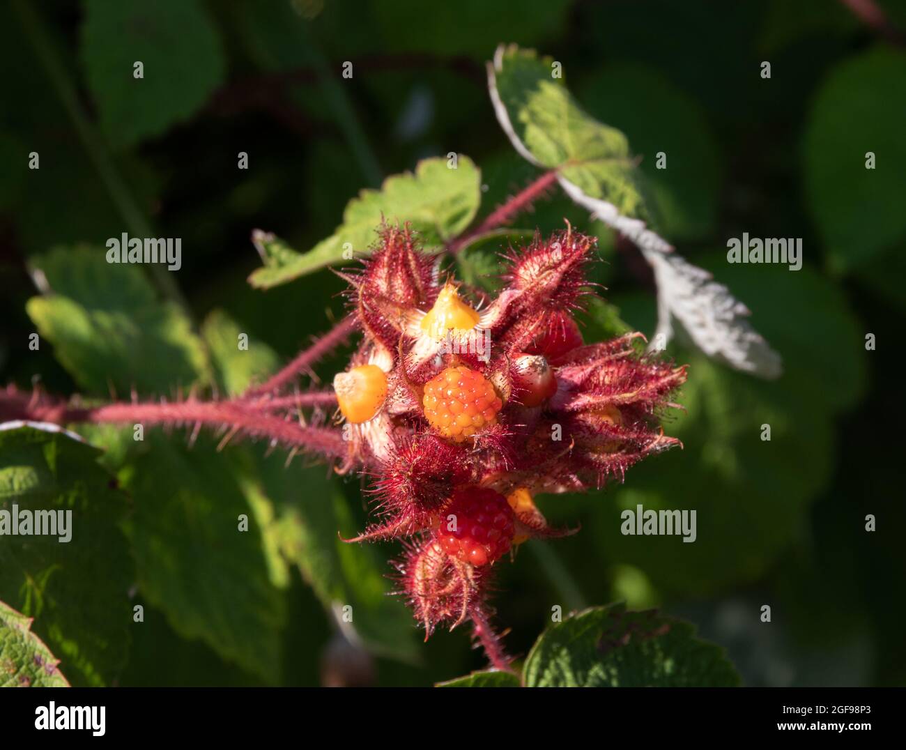 Rubus phoenicolasius, myrtille Banque D'Images