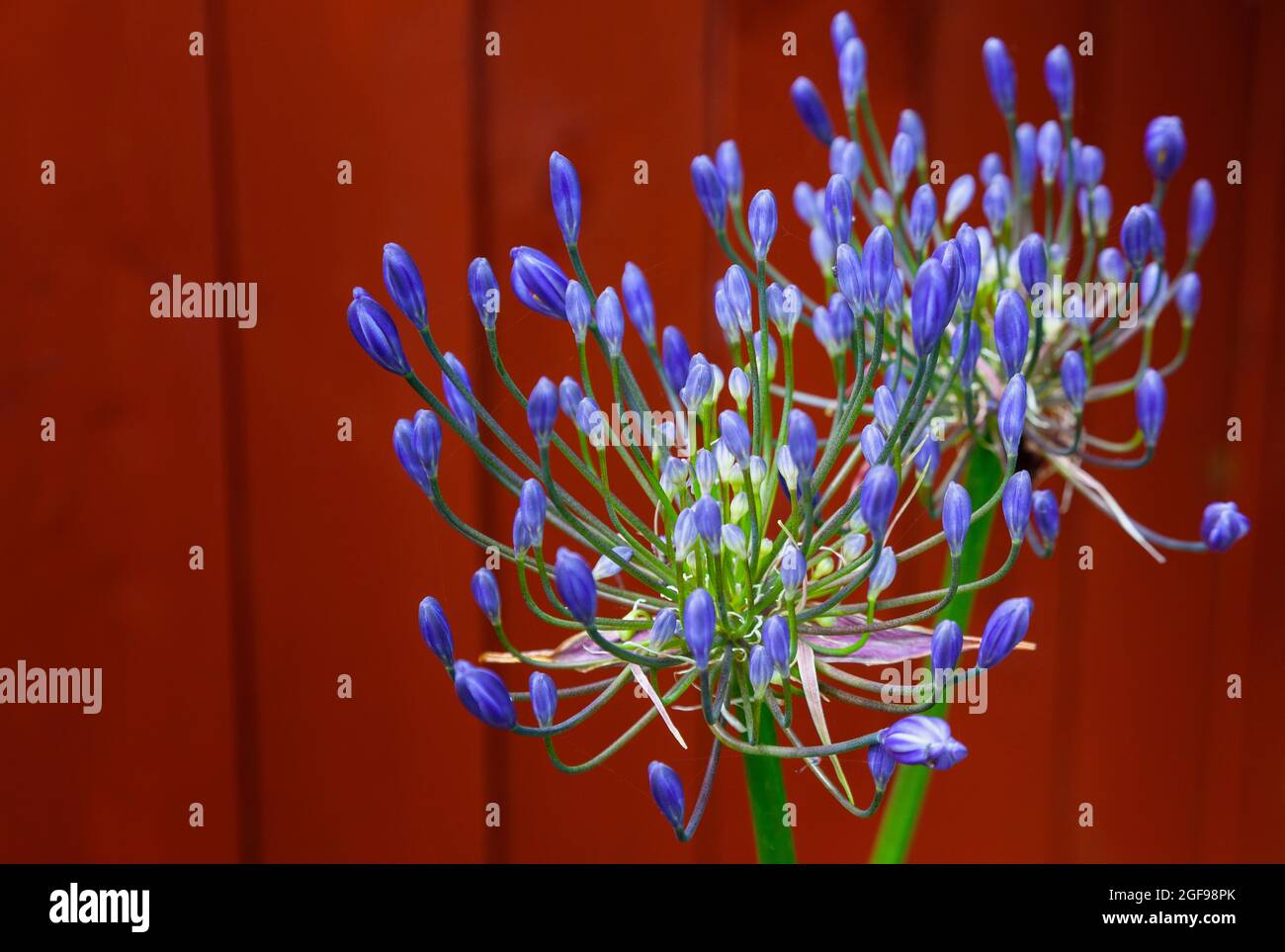 Flore, fleurs, Agapanthus de couleur bleue en plein air dans le jardin. Banque D'Images