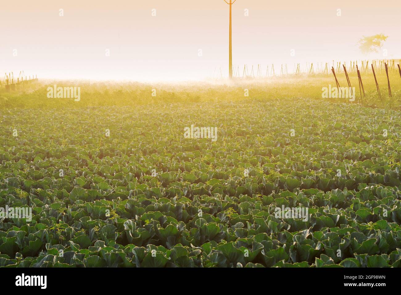 Le soleil se lève en arrière-plan, sur un champ agricole vert. Scène rurale indienne. Image de stock nature. Banque D'Images