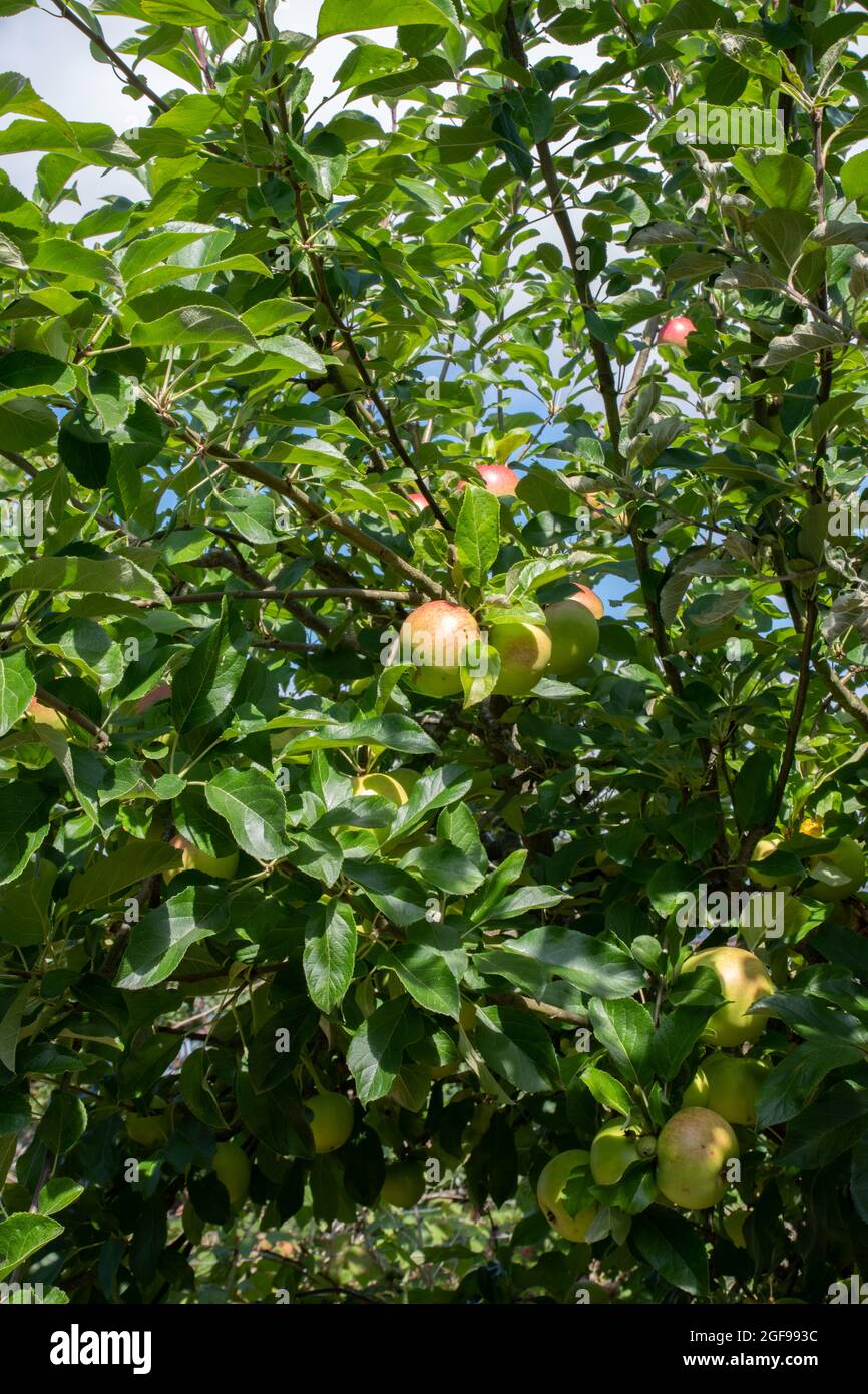 Malus domestica 'Charles Ross' Banque D'Images