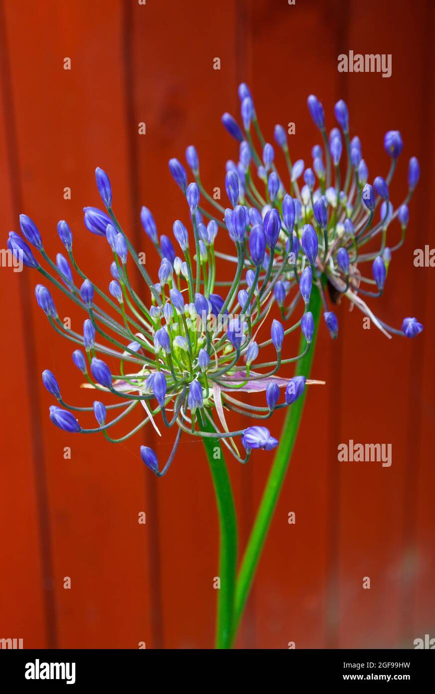 Flore, fleurs, Agapanthus de couleur bleue en plein air dans le jardin. Banque D'Images