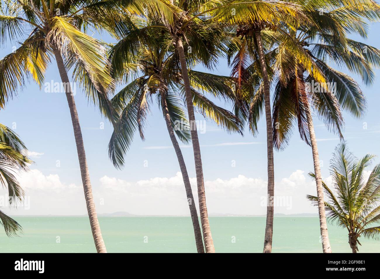 Palmiers le long de la côte de l'Ile Royale, une des îles des Iles du Salut en Guyane française Banque D'Images