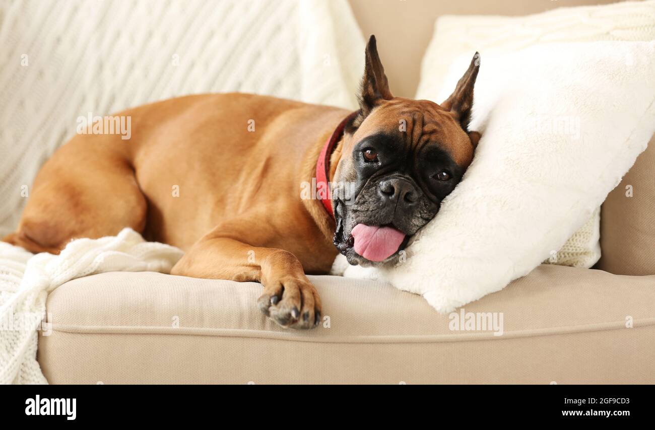 Chien Boxer allongé sur un canapé à la maison Photo Stock - Alamy