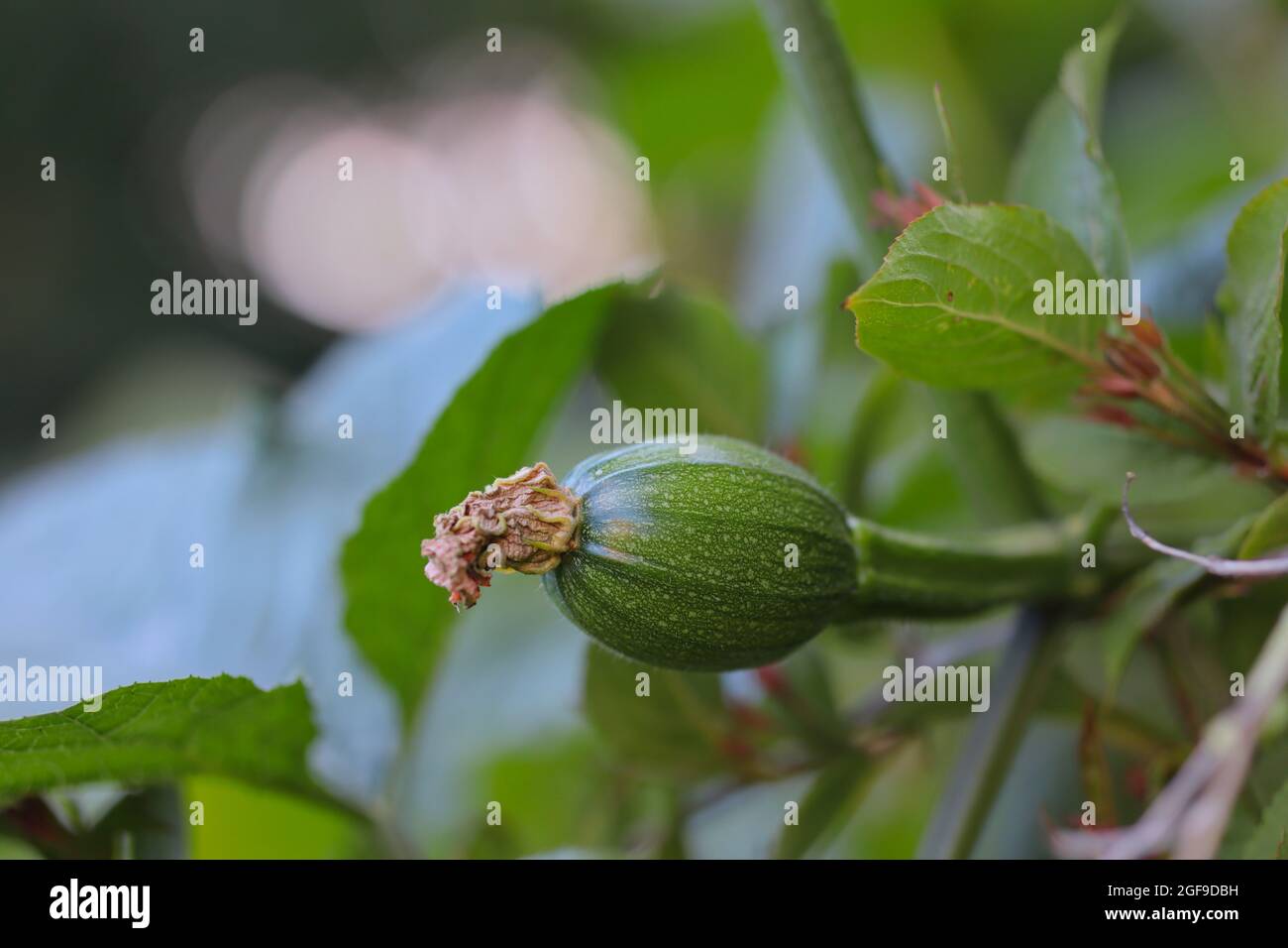 Petite citrouille immature en pleine croissance dans le jardin. Croissance de Cucurbita Pepo vert brut avec le fond bokeh. Banque D'Images