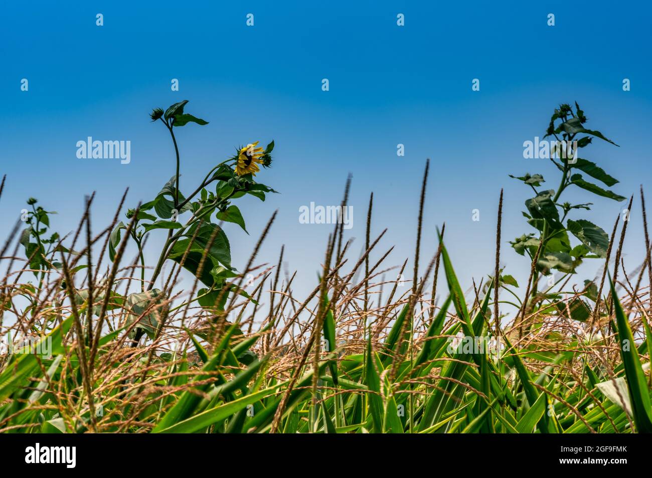 mauvaises herbes résistantes aux herbicides contre la ligne d'horizon au-dessus d'un champ de maïs tasselé Banque D'Images