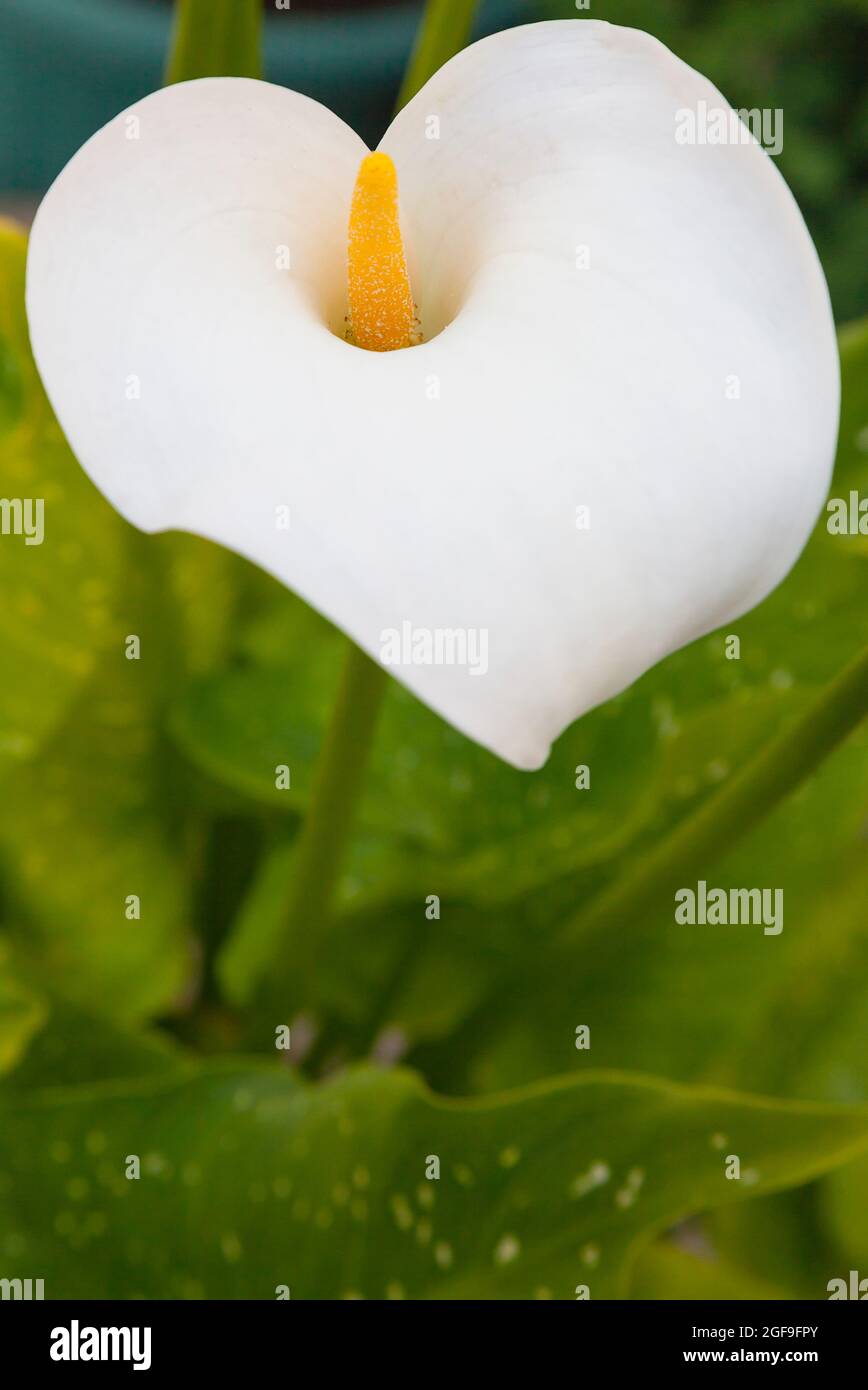 Flore, fleurs, Single blanc Lily poussant en plein air dans le jardin. Banque D'Images