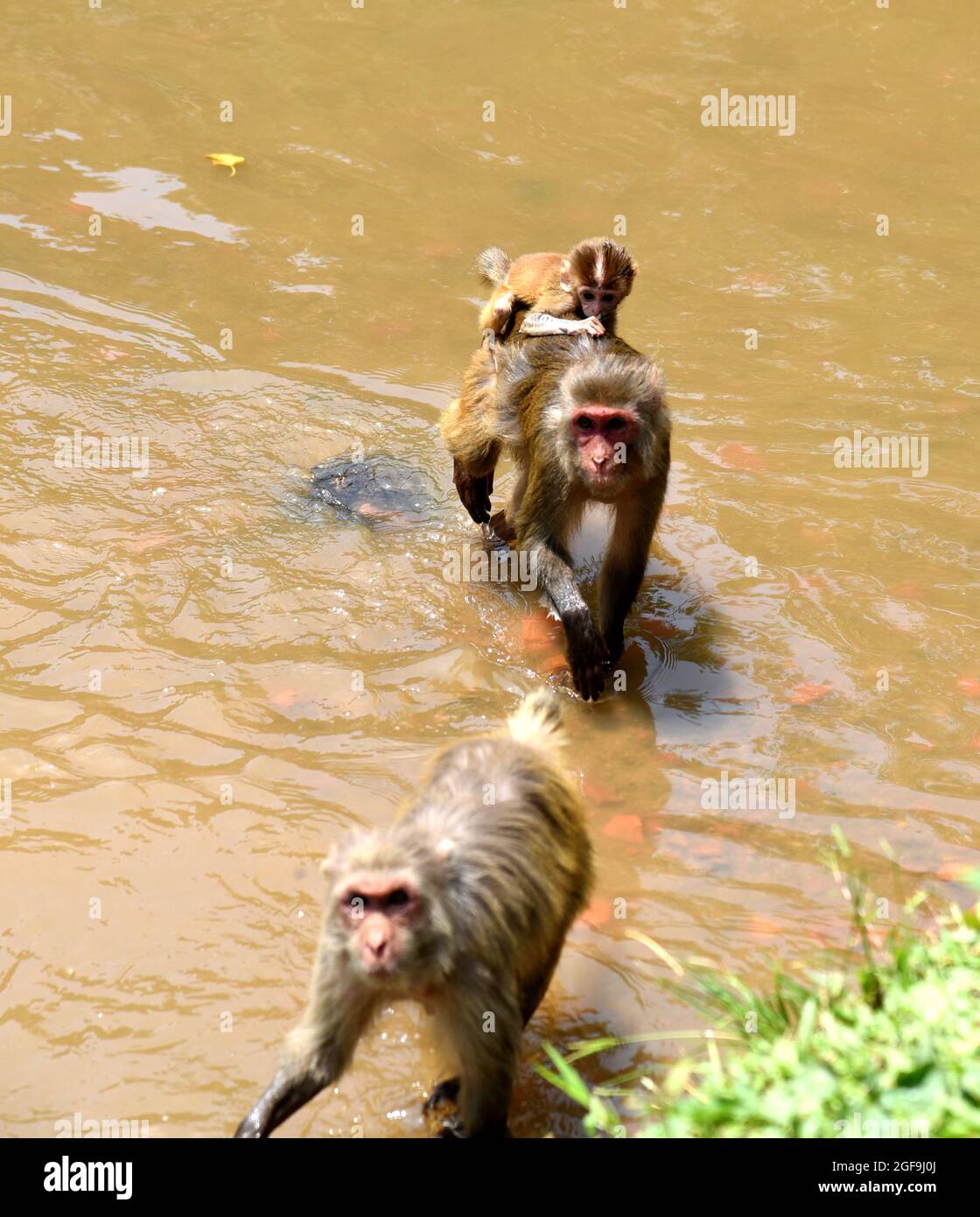 Guwahati, Guwahati, Inde. 24 août 2021. Une mère singe porte son jeune singe alors qu'elle traverse la rivière Basistha lors d'une journée chaude à Guwahati Assam Inde le mardi 24 août 2021 (Credit image: © Dasarath Deka/ZUMA Press Wire) Banque D'Images