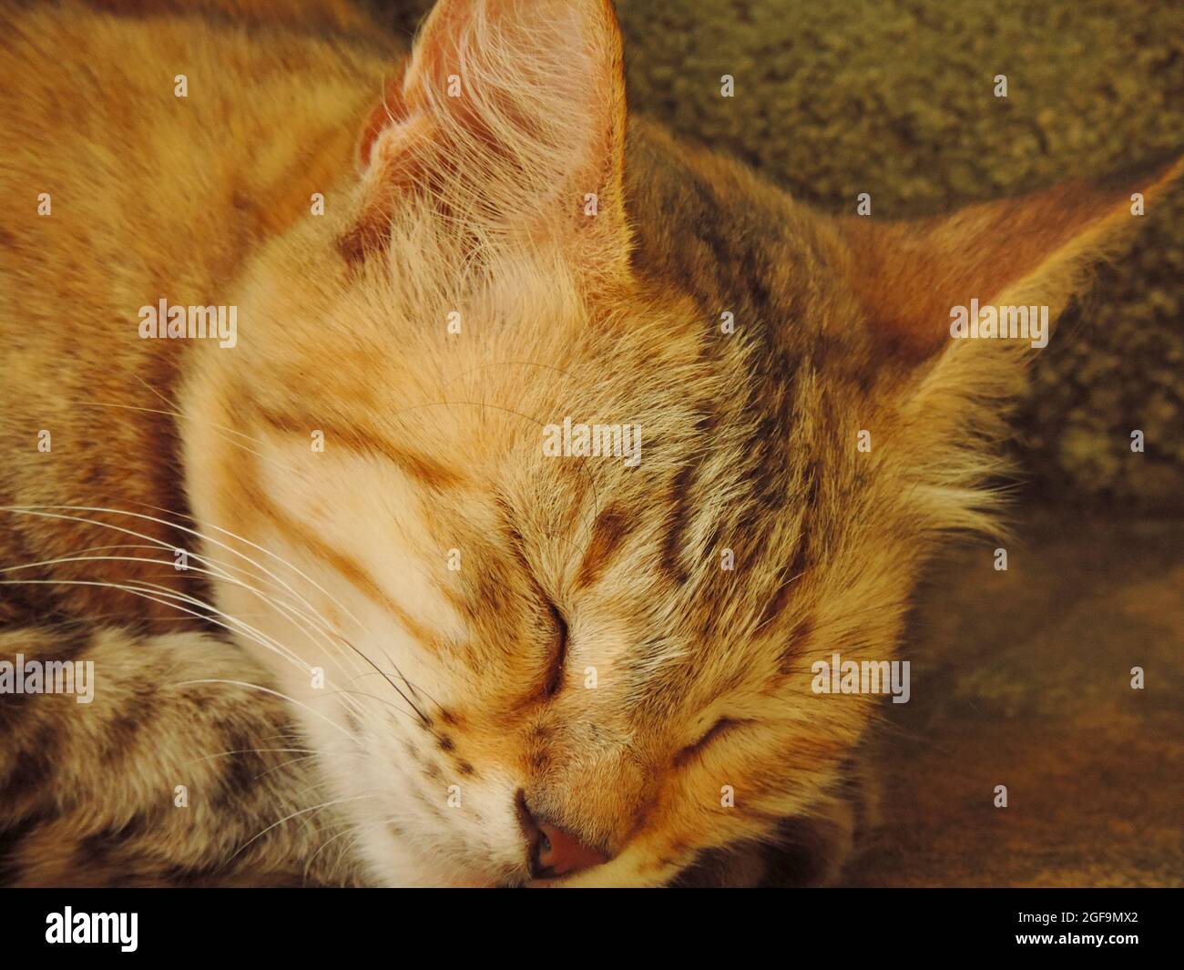 gros plan d'un chat qui dormait sur le sol Banque D'Images