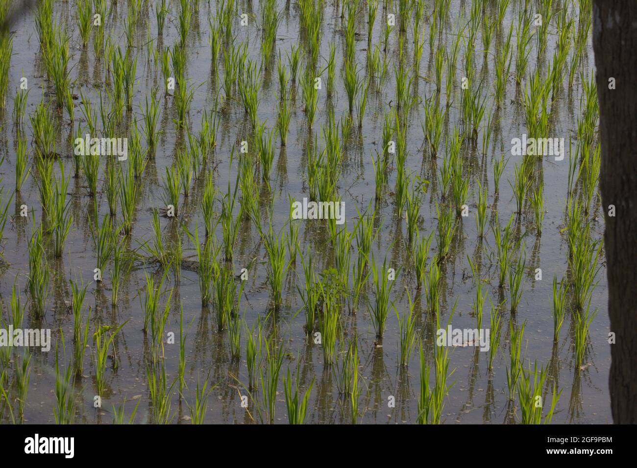 Le champ de palettes Banque D'Images