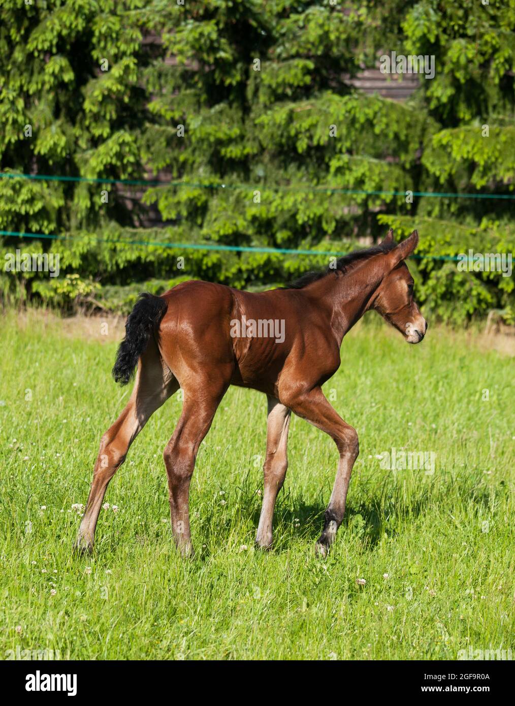 Foal nouveau-né de sporthorse sur pâturage Banque D'Images