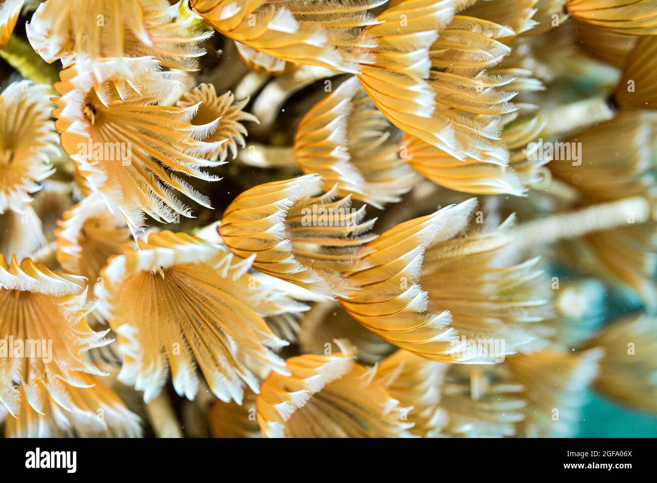 Détails de la vis sans fin à plumes orange Banque D'Images