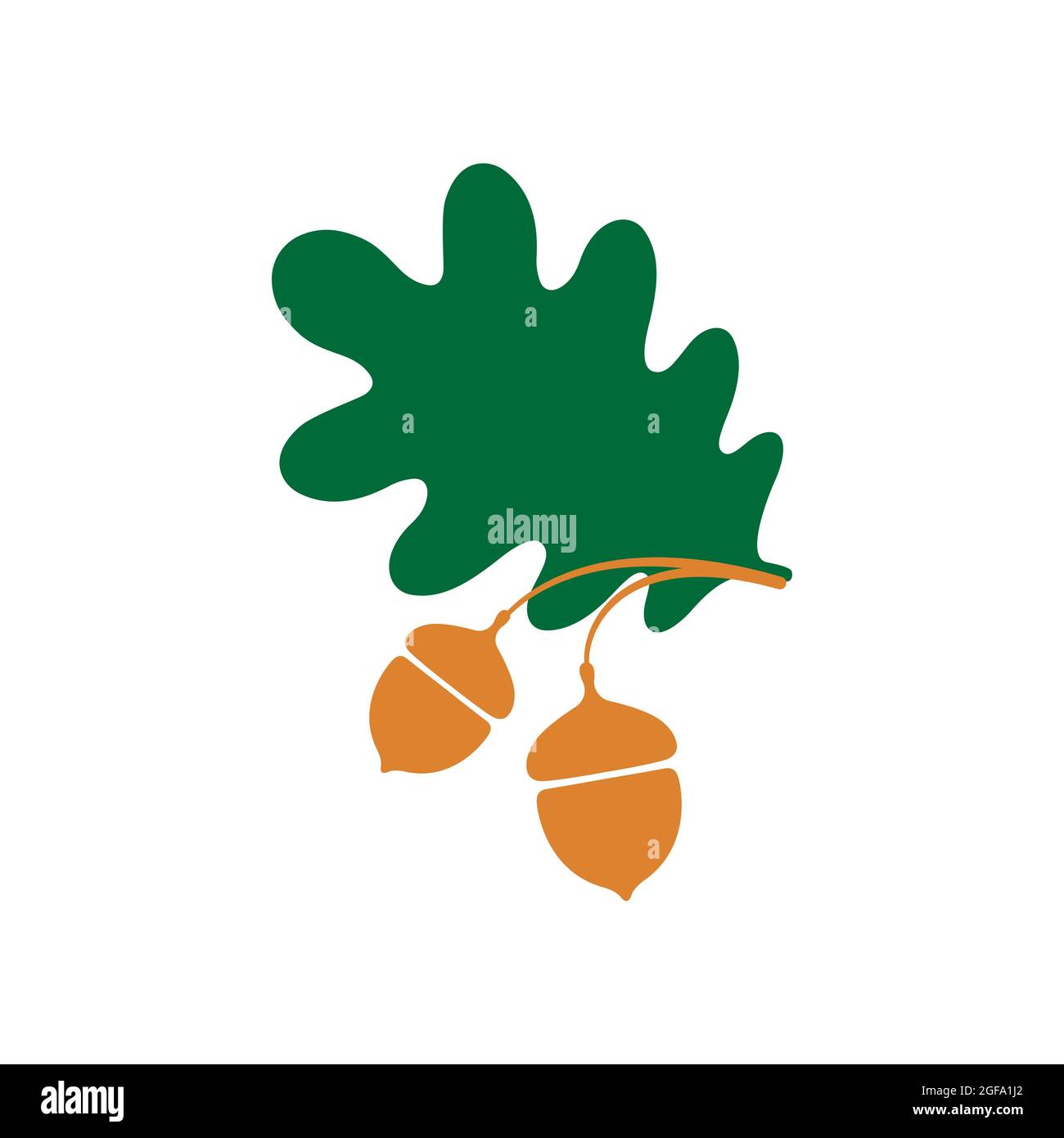 Feuilles de chêne vert et glands sur fond blanc. Modèle de logo ou d'étiquette Illustration de Vecteur