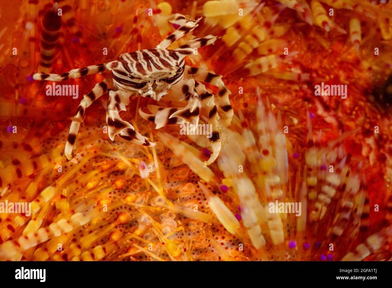 Crabe zébré, Zebrida adamsii, sur un oursin venimeux, Astropyga radiata, île de Rinca, parc national de Komodo, Indonésie. Banque D'Images