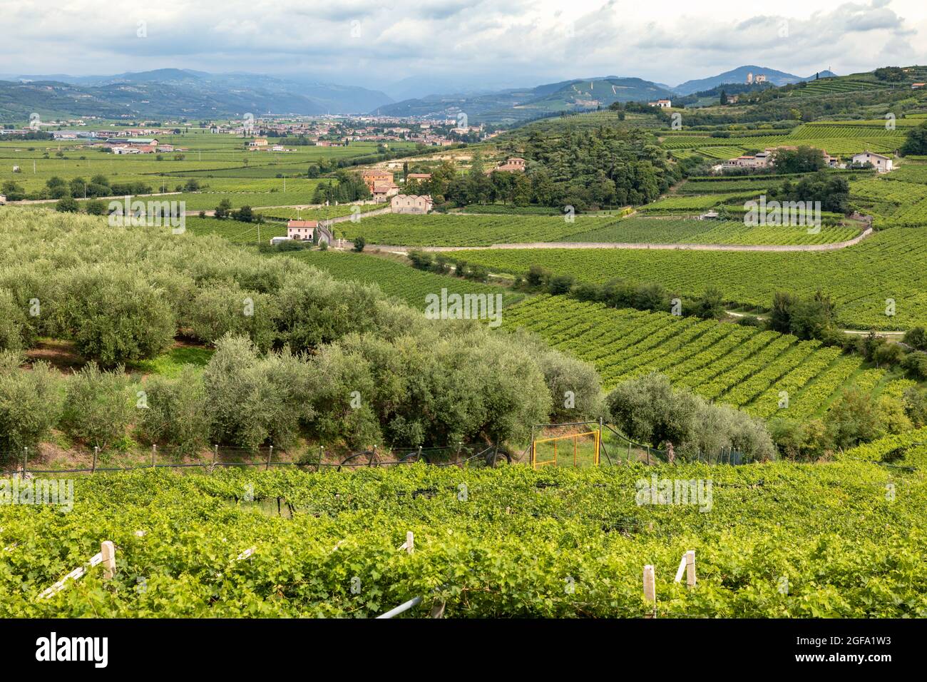 Vignoble italien typique de la Valpolicella vin et oliviers au village de Colognola  ai Colli près de Vérone Photo Stock - Alamy