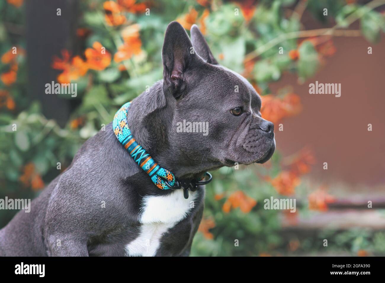 Bon exemple de chien Bulldog français brachycéphalique avec un long nez sain Banque D'Images