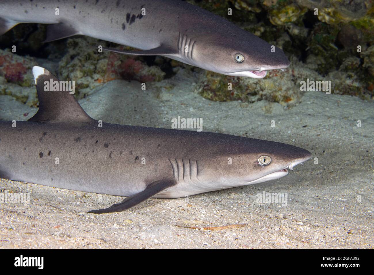 Requins Whitetip, Triaenodon obesus, sont l'une des rares espèces de requins qui peuvent s'arrêter et se reposer sur le fond, à Hawaï. Banque D'Images