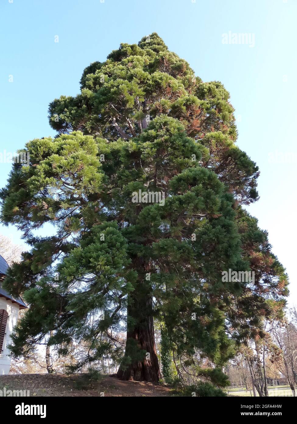Séquoia géant, Riesenmammutbaum, Sequoiadendron giganteum, óriás mamutfenyő, en voie de disparition Banque D'Images