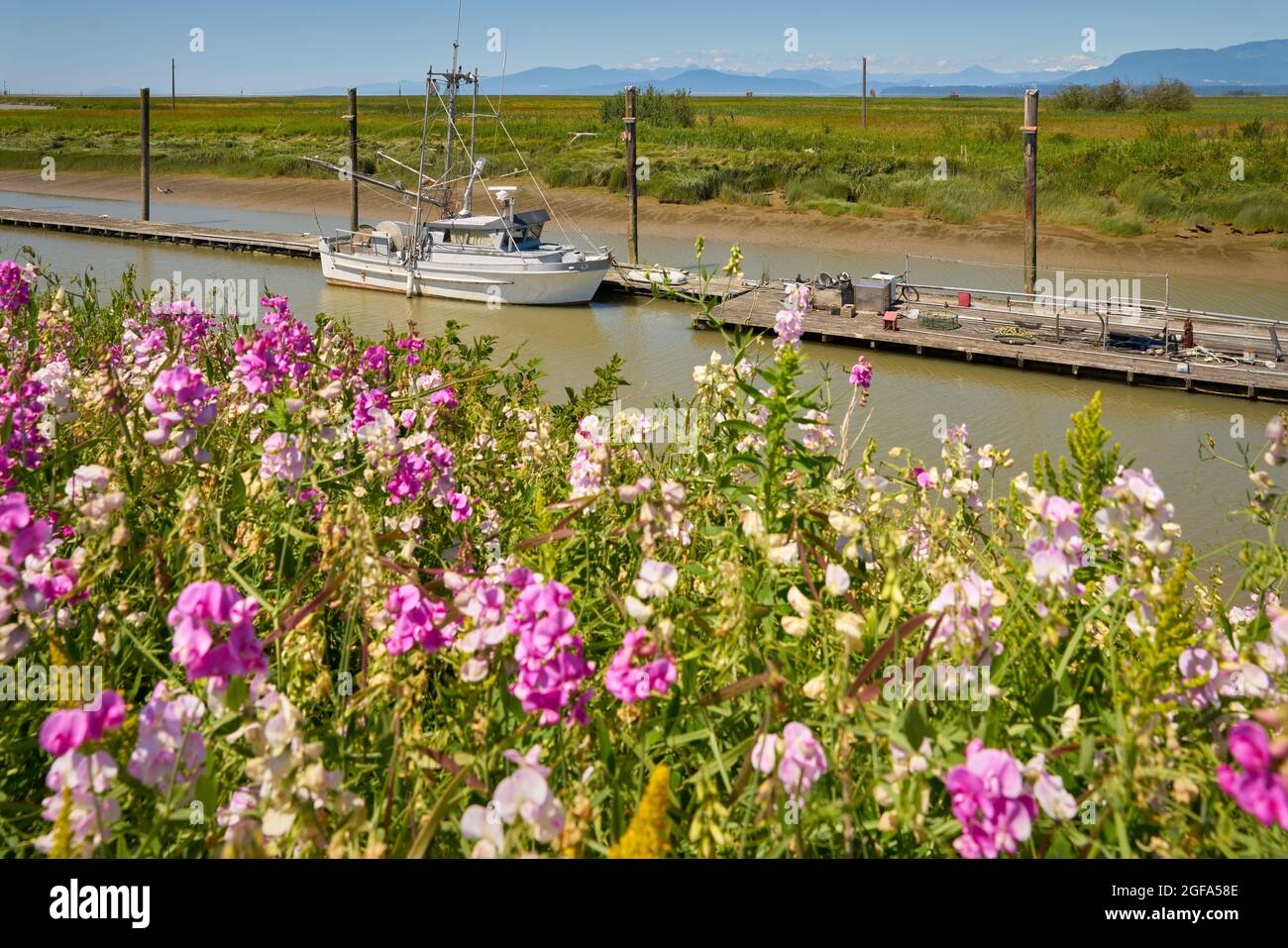 Étang Scotch de fleurs de pois doux. Pois doux sauvages fleuris à côté de Scotch Pond, à Steveston, en Colombie-Britannique. Banque D'Images