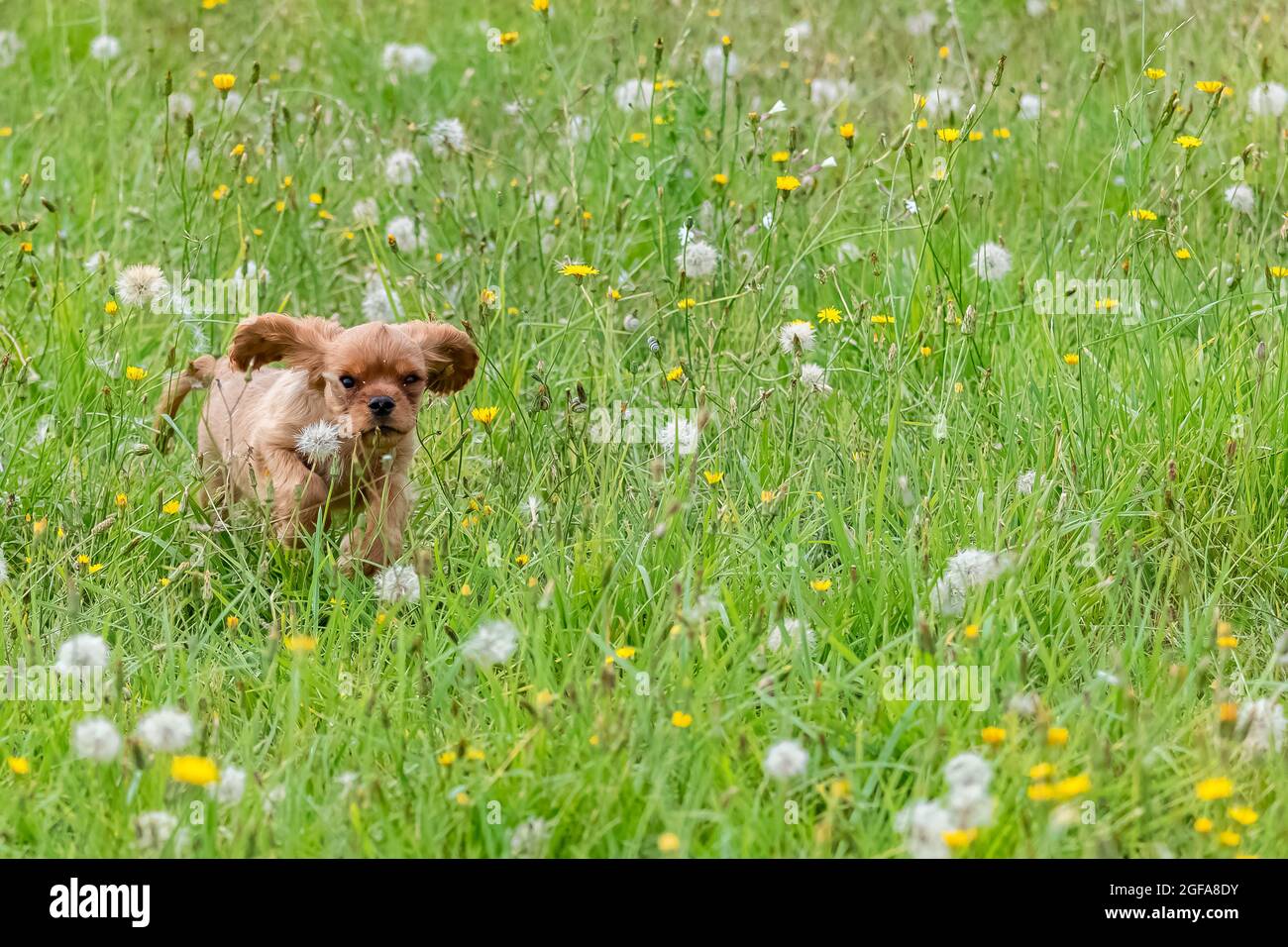 Un cavalier de chien King Charles, portrait d'un chiot rubis mignon courant dans un champ Banque D'Images