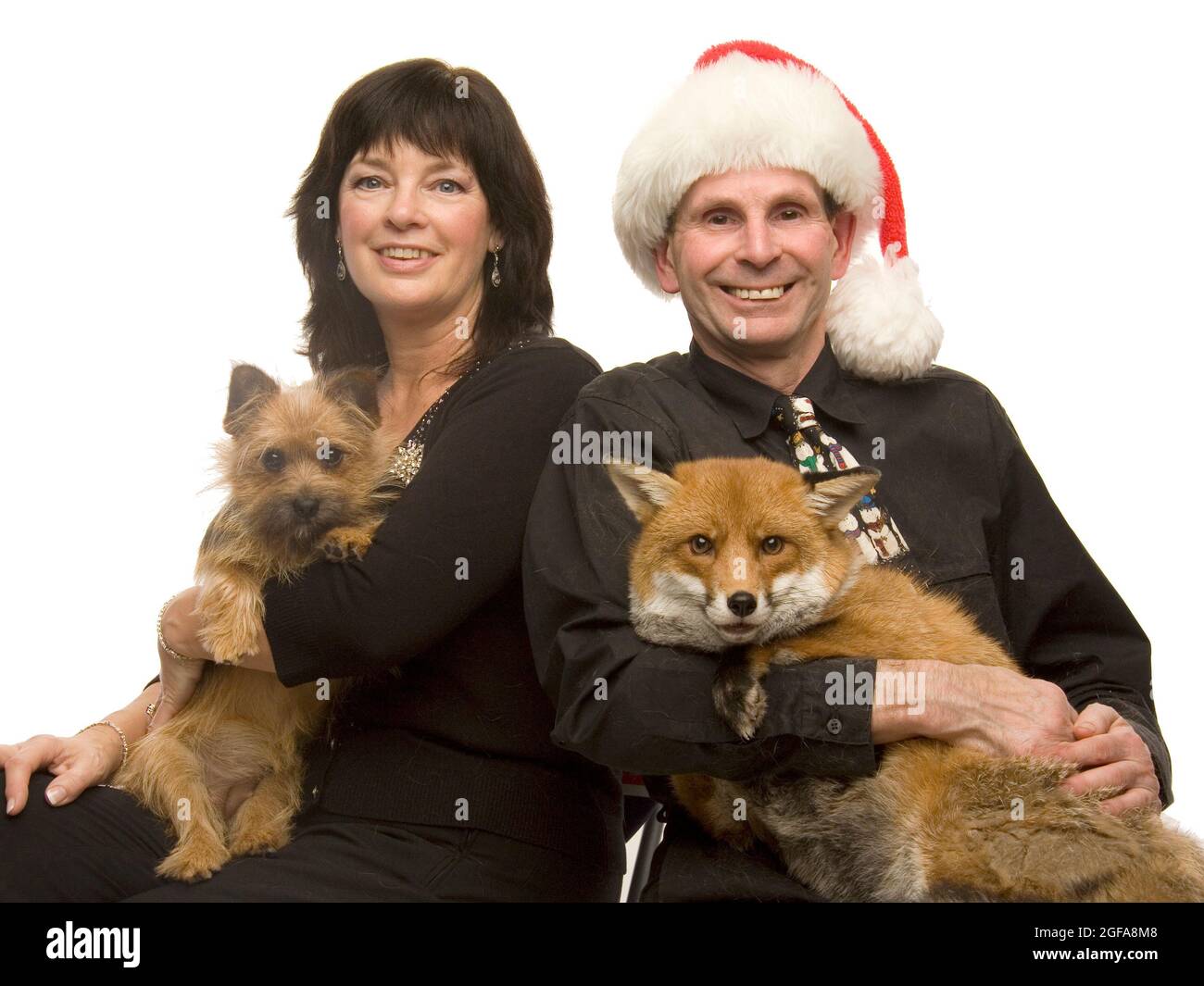 Renard de 6 ans Miss Snooks dans son appartement fourni par les amoureux des animaux gentils Steve et Nola Edgington. Pic MIKE WALKER 2009 Banque D'Images