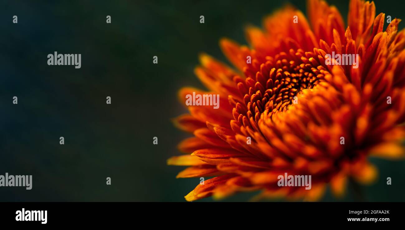Gros plan sur le chrysanthème orange sur un fond vert foncé flou. Automne fleur mise au point douce, bannière horizontale espace de copie, maquette cartes postales. Un a naturel Banque D'Images