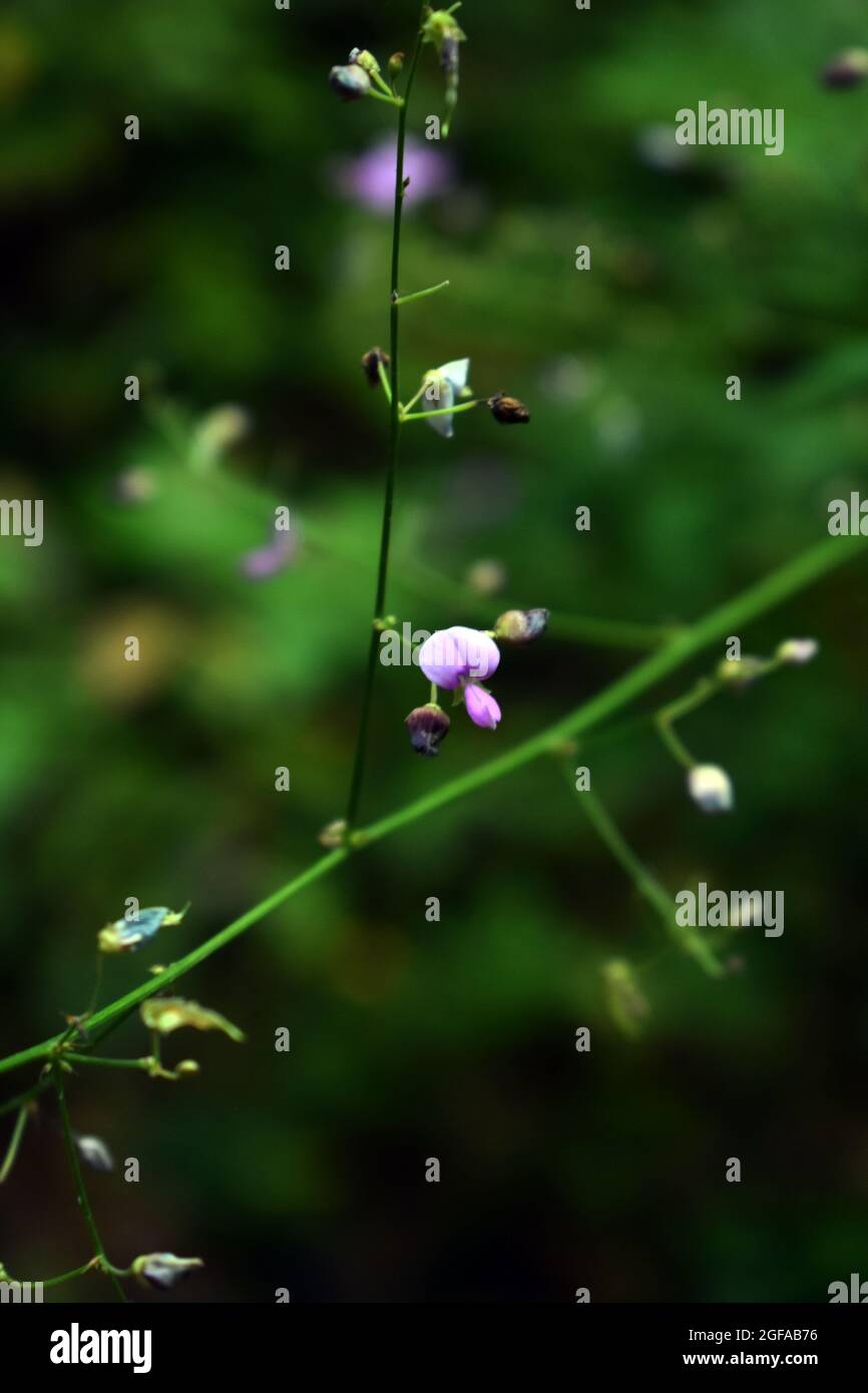 Petites fleurs roses pourpres d'une espèce de ticktrrefoil Banque D'Images
