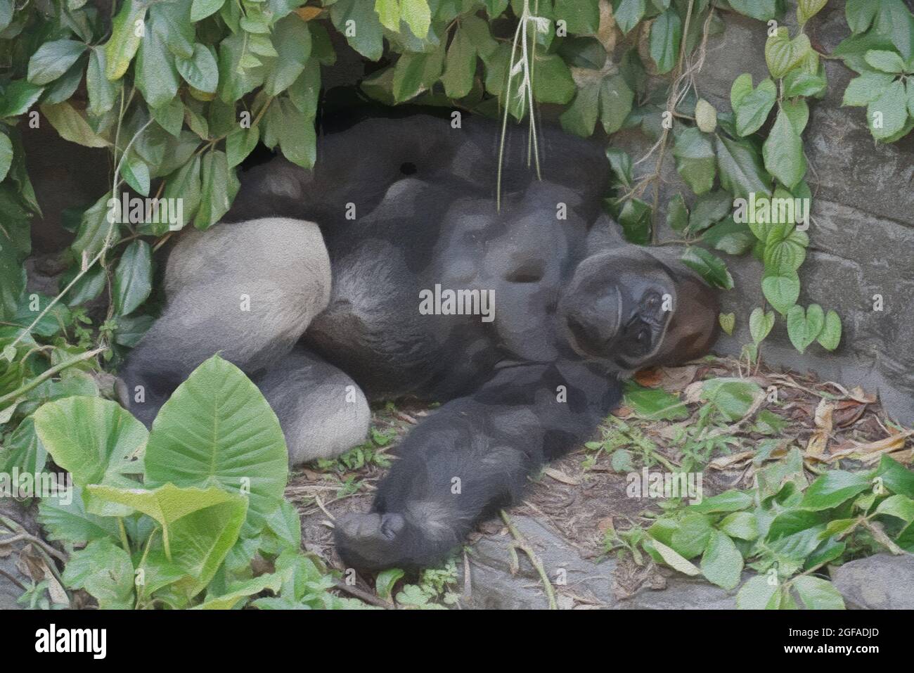 Une illustration d'un Gorilla prenant une sieste de l'après-midi au zoo Banque D'Images