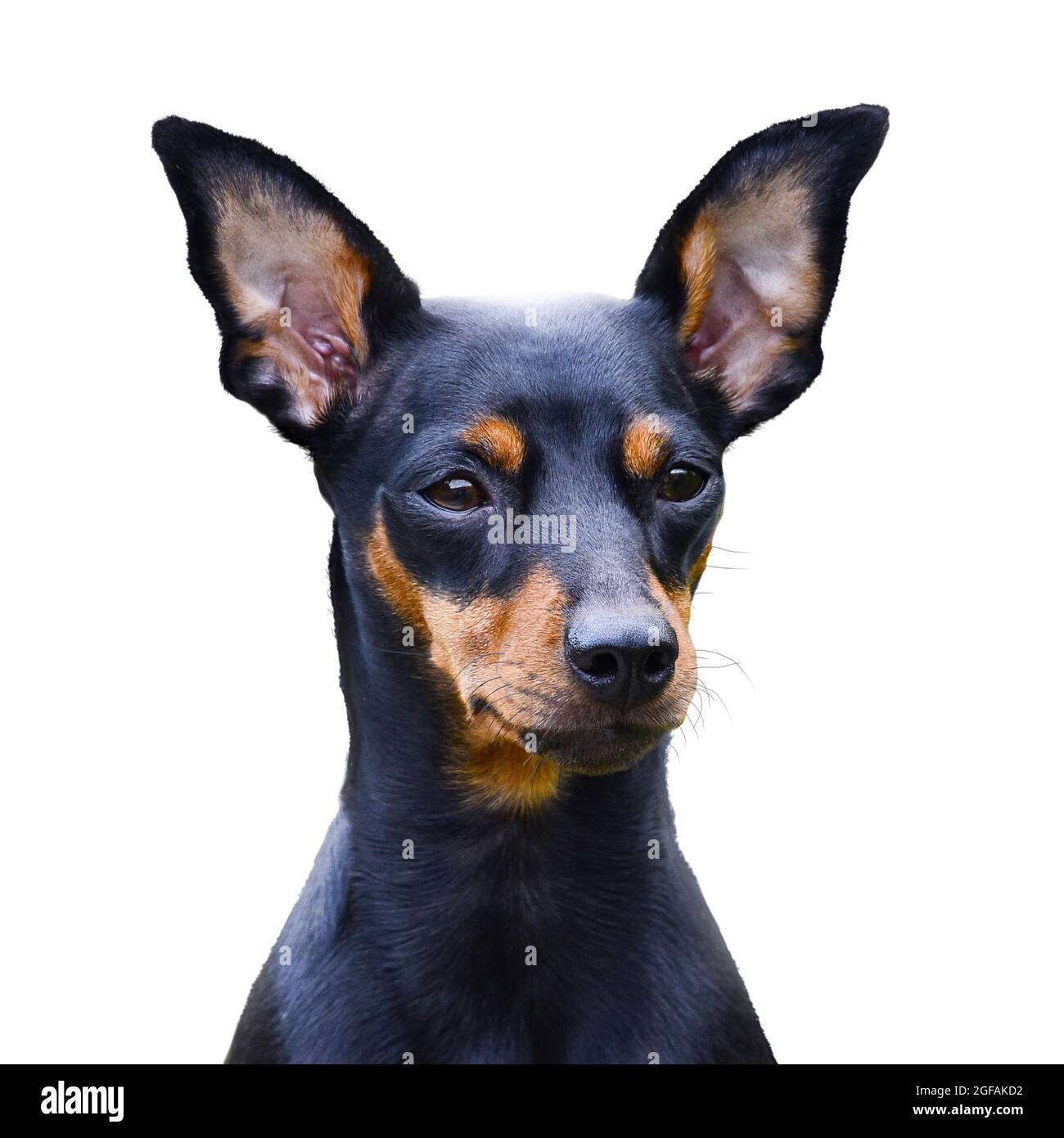Chien doberman pinscher , animal Banque D'Images