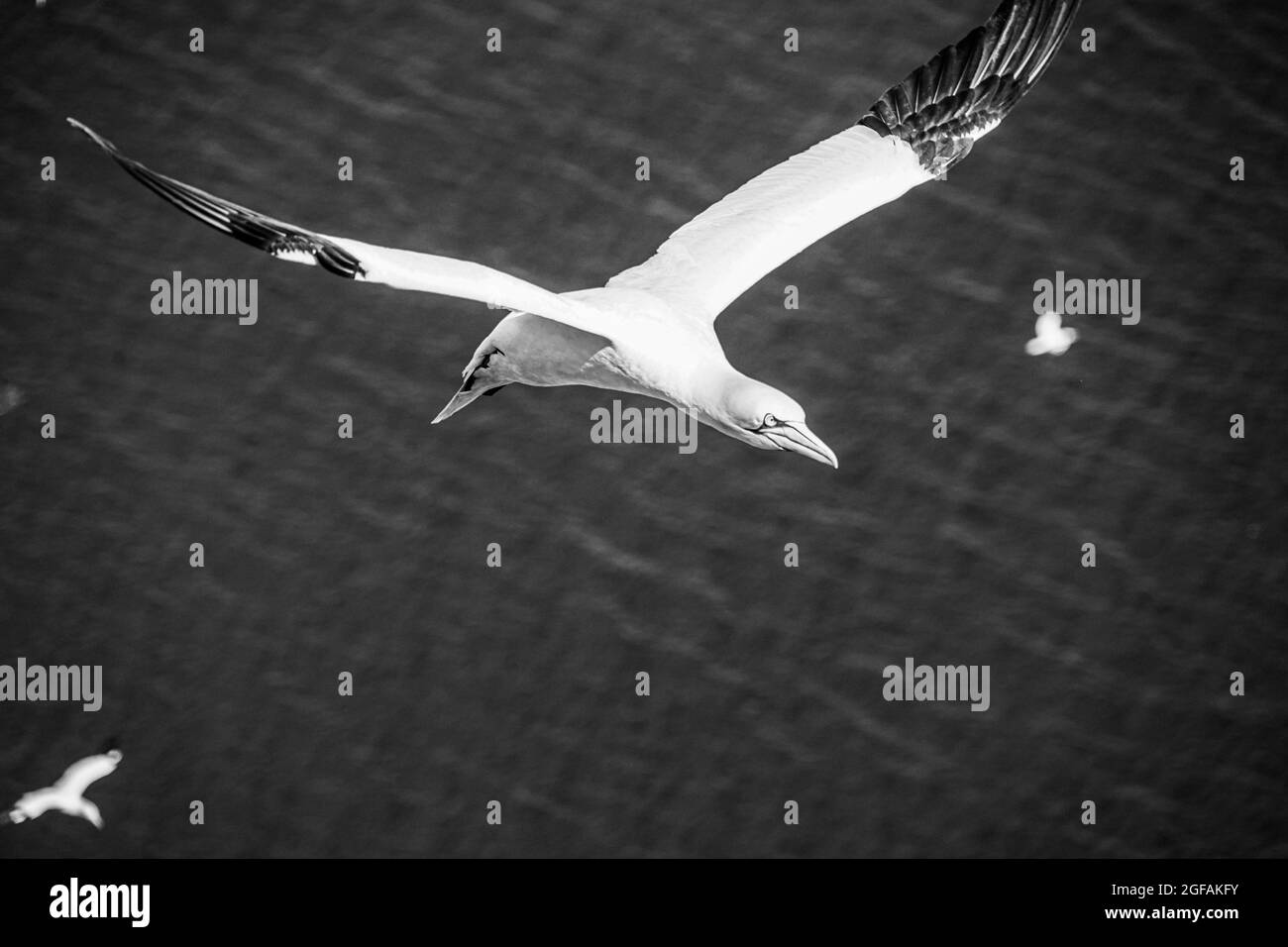 Gros plan sur le vol de grands Gannets d'oiseaux de la mer blanche avec une énorme envergure au-dessus du ciel bleu et de l'océan sur les falaises anglaises, le vol à voile, la pente en hausse et l'équitation t Banque D'Images