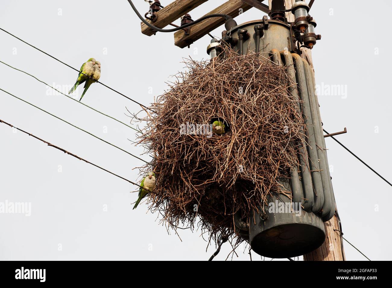 Les parakeets de Monk nichent dans un habitat urbain Banque D'Images
