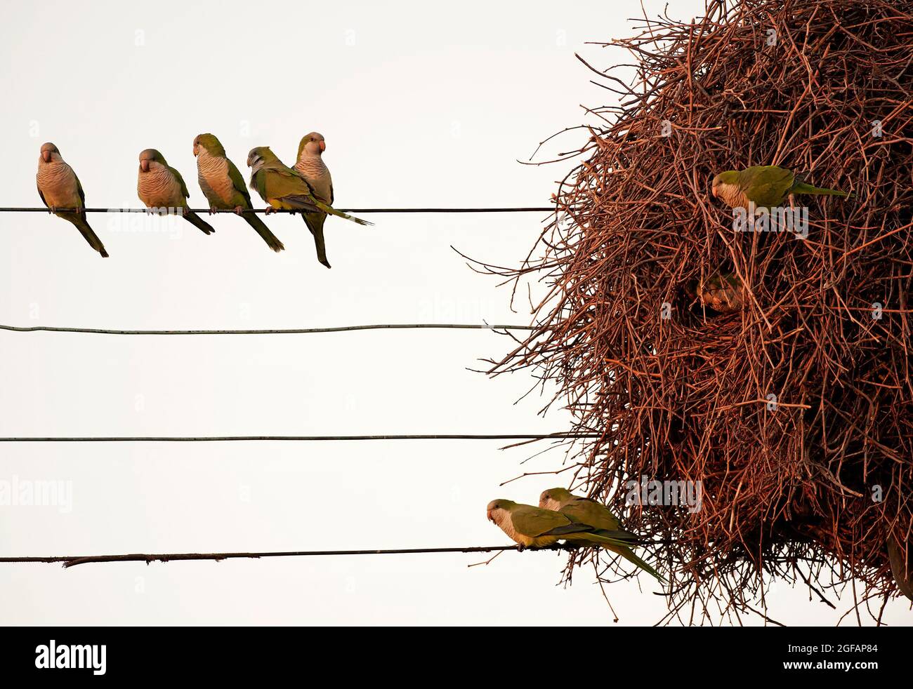 Les parakeets de Monk nichent dans un habitat urbain Banque D'Images