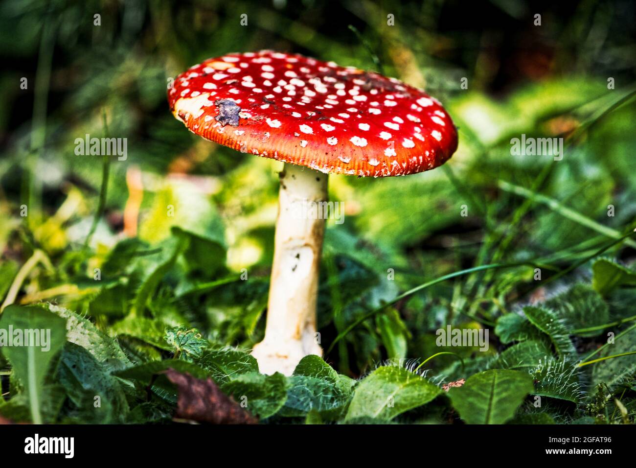 Fausse oronga aux champignons, balançoire à la mouche, Amanita muscaria dans une forêt herbeuse luxuriante en automne Banque D'Images