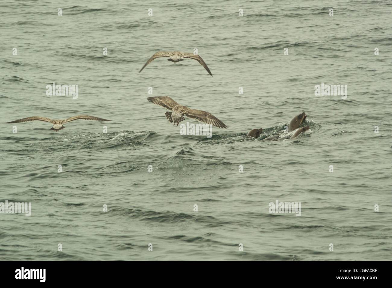 Les phoques à fourrure et les goélands qui se bousculaient autour des baleines à bosse se nourrissent. Banque D'Images