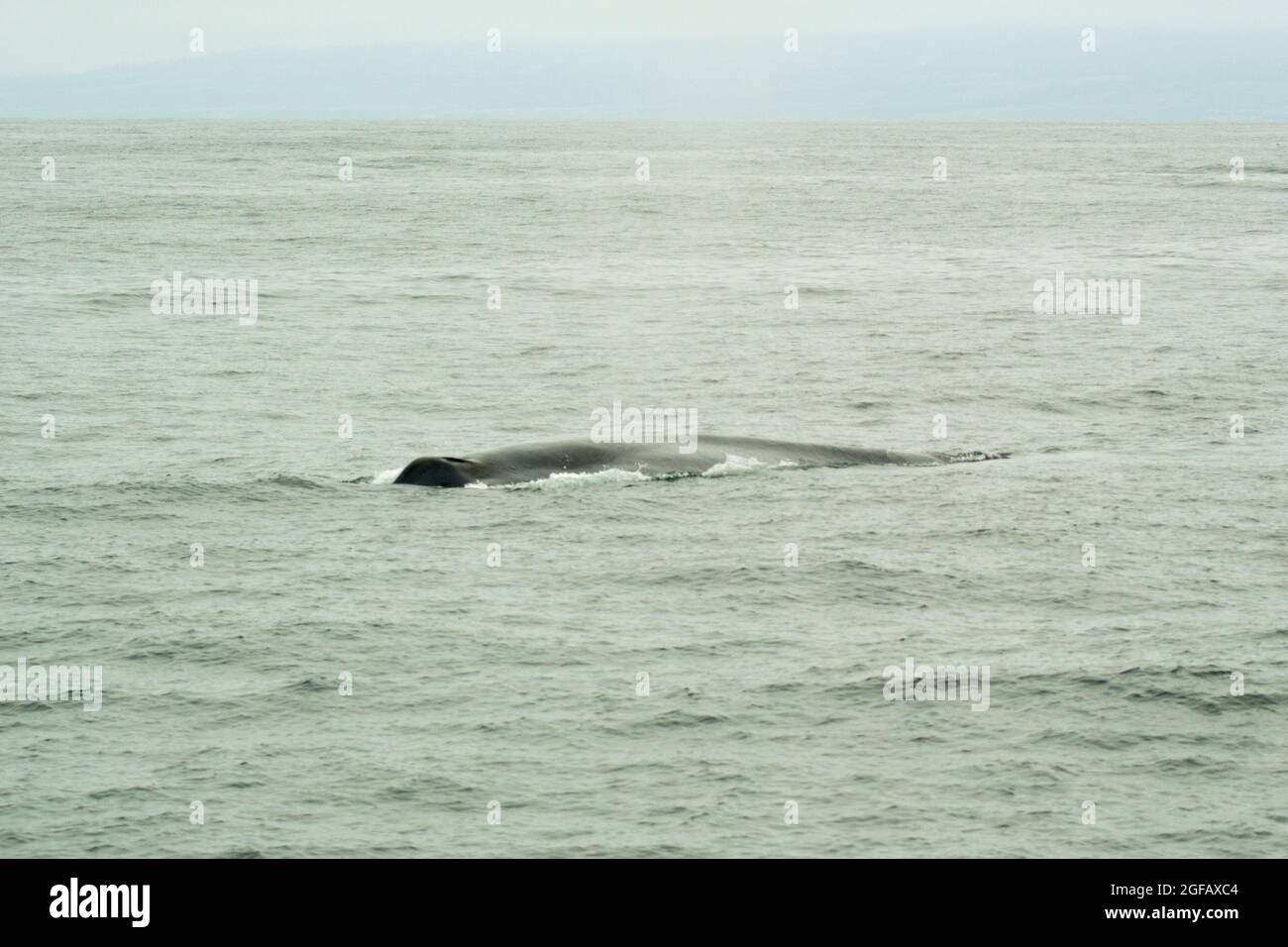 Hutte d'une baleine à bosse sauvage nageant dans l'océan Pacifique, dans la baie de Monterey, en Californie, en août. Jour couvert, ciel gris et mer. Banque D'Images