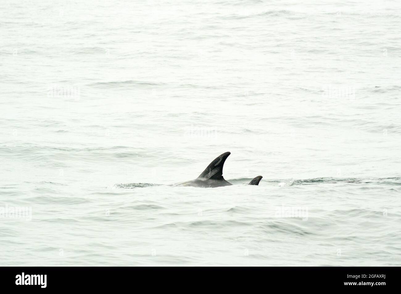 Nageoire dorsale du dauphin sauvage de Risso nageant dans la baie de Monterey, Californie, montrant des cicatrices blanches distinctives Banque D'Images