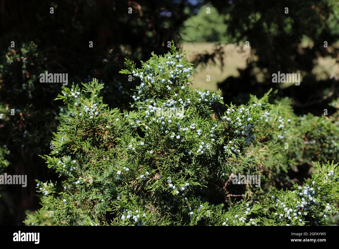 Branches d'un genévrier chinois féminin, Juniperus Chinensis, avec des cônes de graines bleues en été Banque D'Images